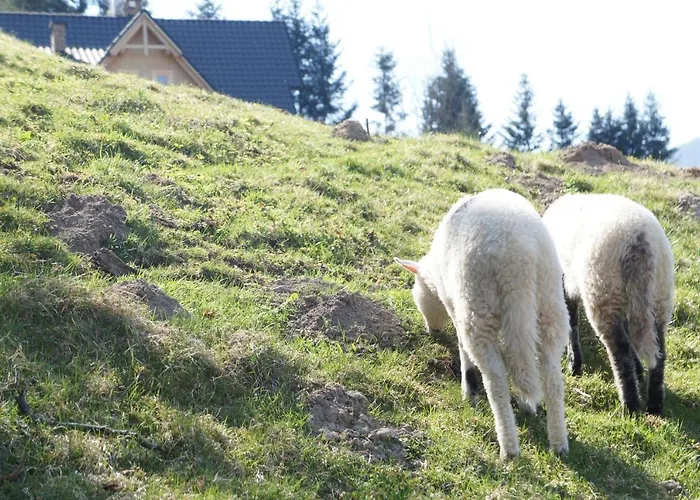 Dziewiecsil Appartement Tylmanowa